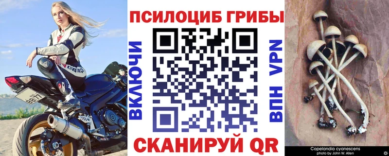 купить   Сольцы  Псилоцибиновые грибы GOLDEN TEACHER 